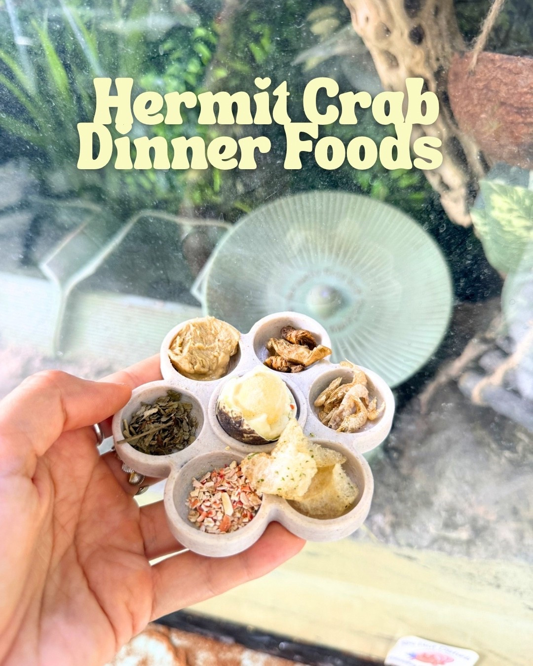 Hermit crab dinner foods