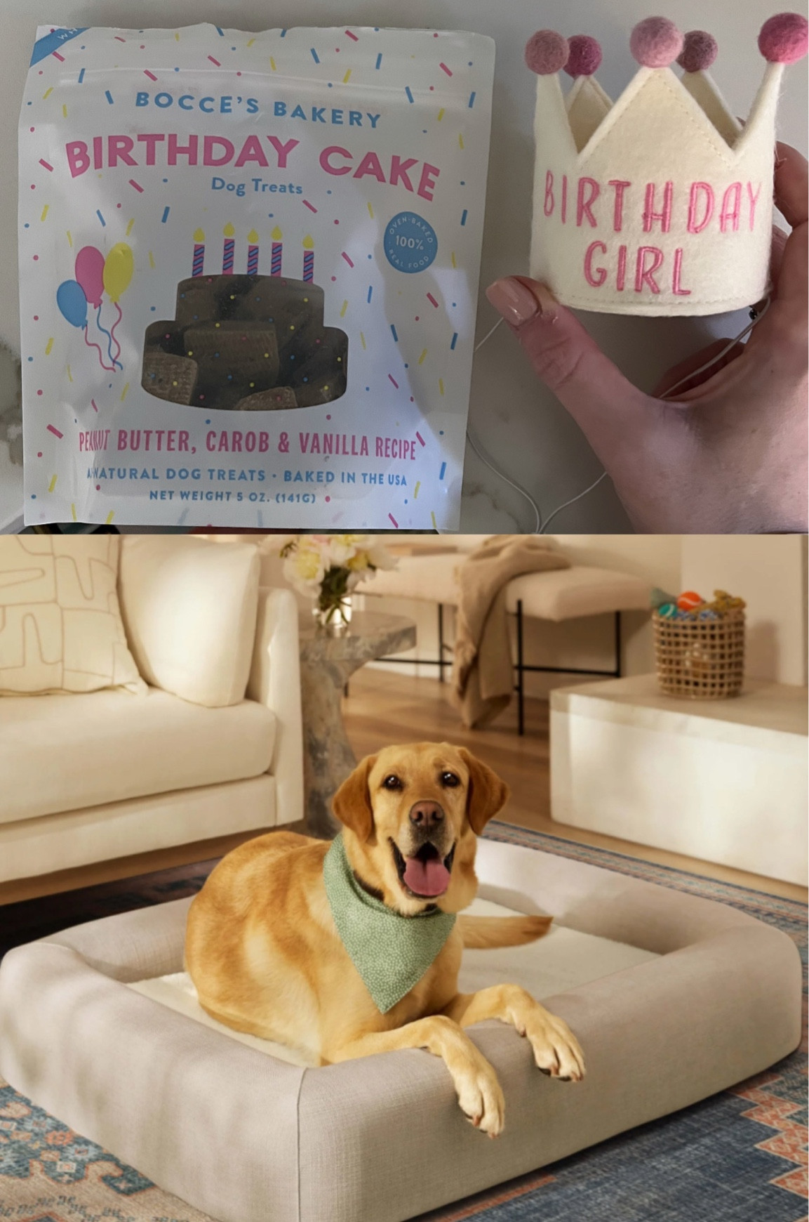 Ollie’s first birthday gifts! 
#petbed #dogbed

#LTKFamily #LTKGiftGuide #LTKHome
