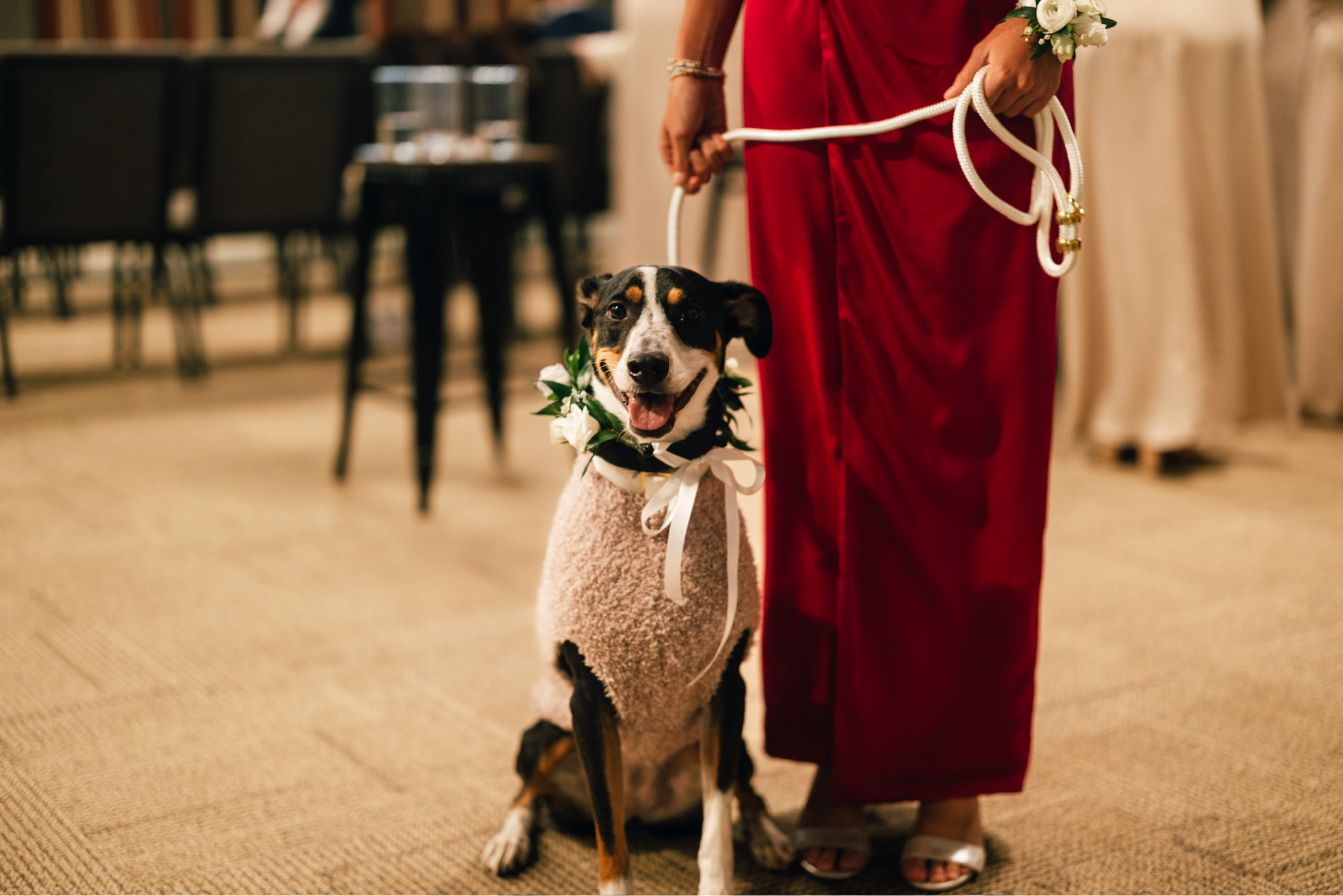 Barefoot dreams sweater weather for the dog of honor 🤍

#LTKWedding #LTKSeasonal