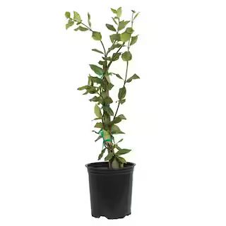 FLOWERWOOD 2.5 qt. Confederate Jasmine (Star Jasmine) Live Vine Plant with White Fragrant Blooms ... | The Home Depot