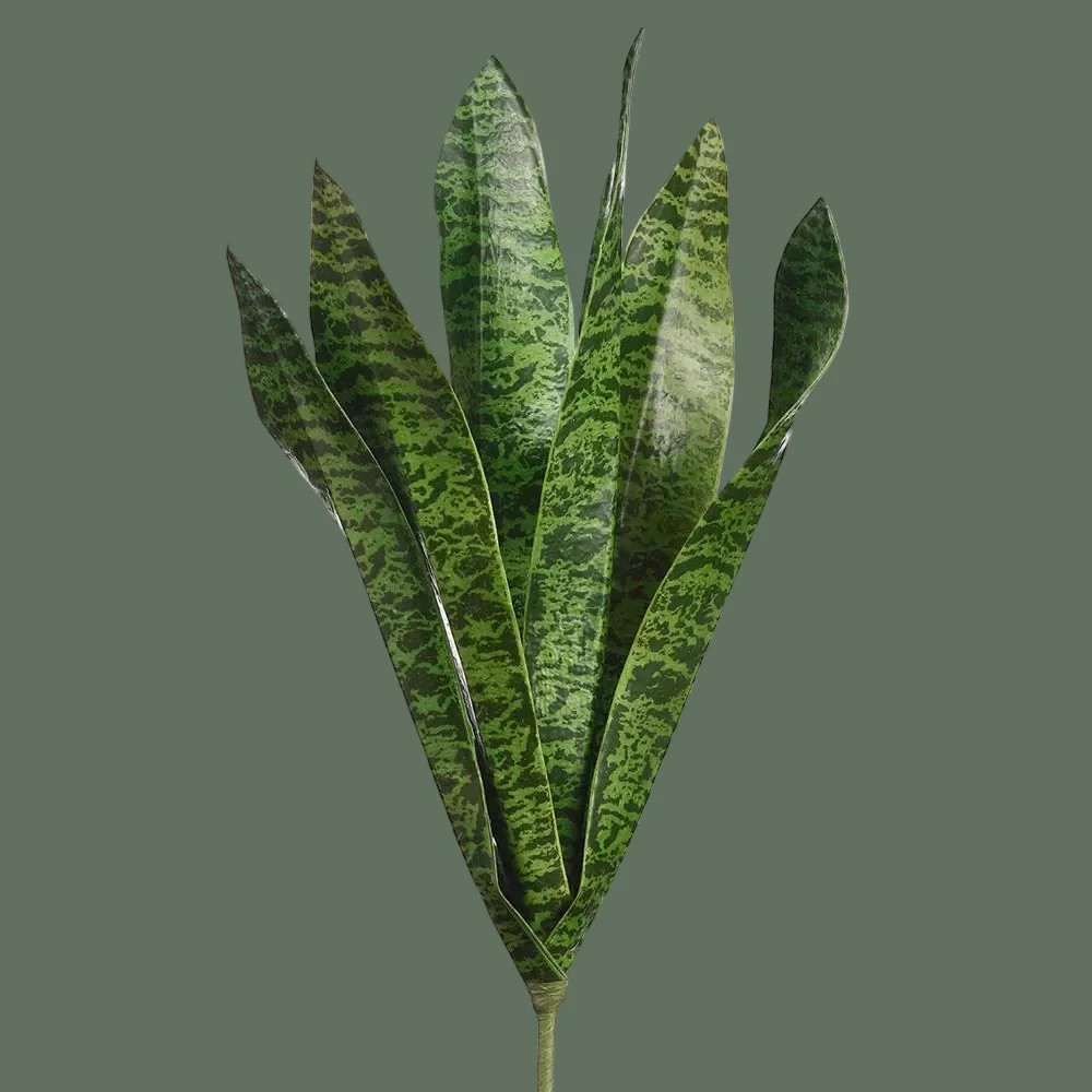 16" Sansevieria Plant | The Nested Fig