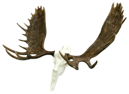 Moose Alaskan European Wall Décor | Wayfair North America