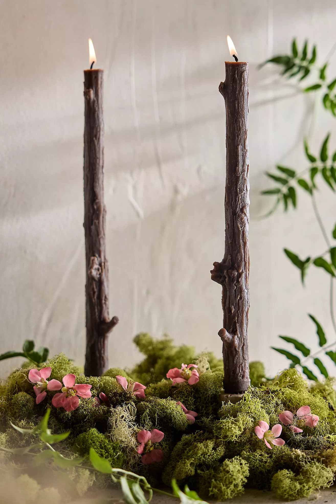 Cedar Stick Candles Set of 2, 12" | Anthropologie (US)