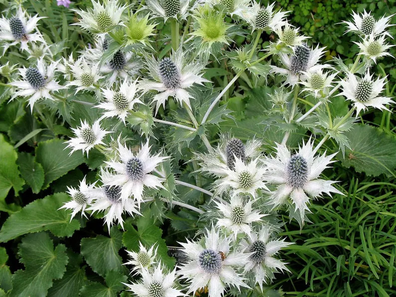 10 Giant SILVER SEA HOLLY Eryngium Giganteum Miss Willmott's Ghost Flower Seeds *flat Shipping - ... | Etsy (US)