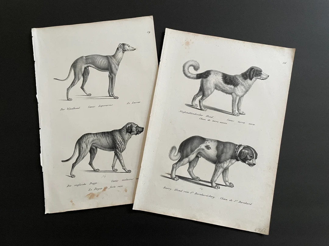 C. 1824 DOG Prints Set of 2 Original Antique Prints Dog Breeds Greyhound Bloodhound Newfoundland ... | Etsy (US)