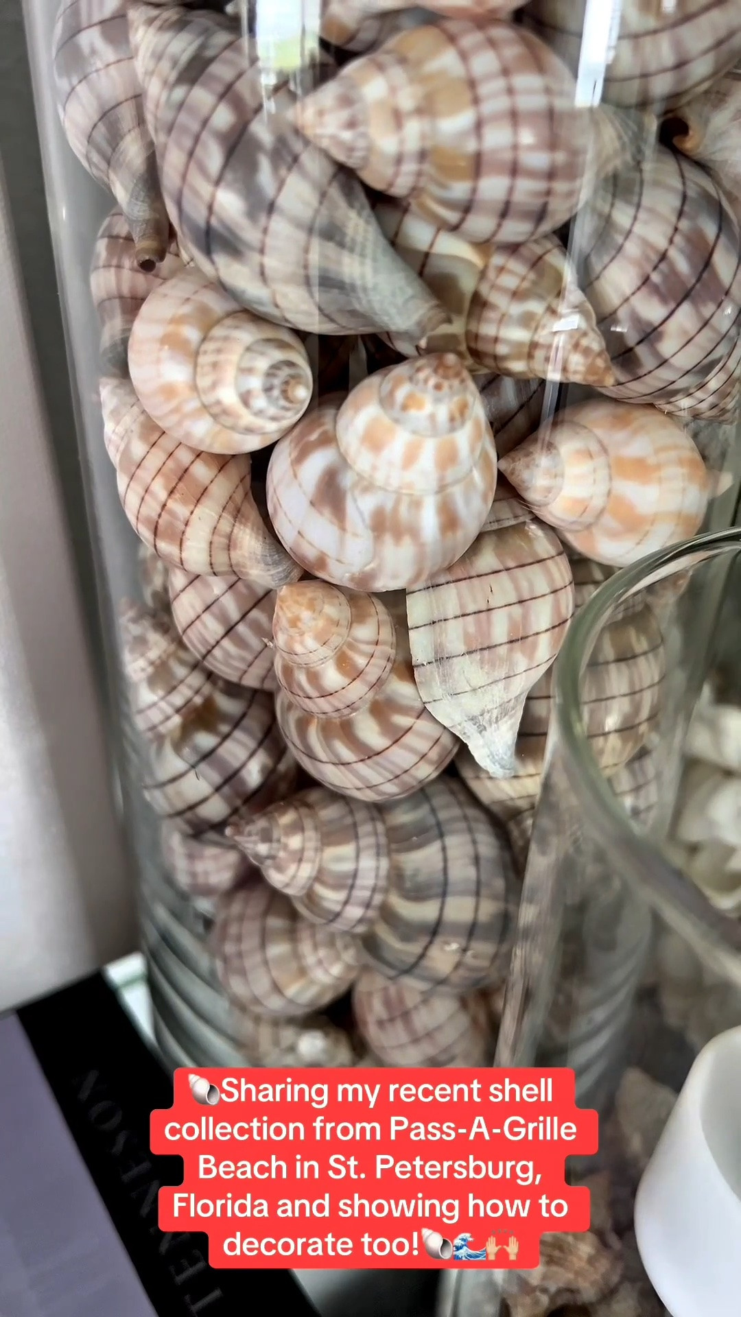 🐚Sharing my recent shell collection from Pass-A-Grille Beach in St. Petersburg, Florida and showing how to decorate too!🐚🌊🙌🏼

🐚COASTAL HOME DECOR: I’m starting to put together my summer seashell collection and wanted to share my progress with you!

🐚I keep purchasing glass vases to showcase all of the seashells that I have personally found on the Florida beaches that I’ve visited.

🐚Also found the cutest ceramic seashell box with lid and seashell trinket dish.

📚Had to throw in my go to seashell books and ginger jars that are on repeat year after year.

🩷Pink summer coastal vibes! Love it!


#LTKSeasonal #LTKOver40 #LTKSaleAlert #LTKstorytime #LTKU #LTKHome #LTKvlog