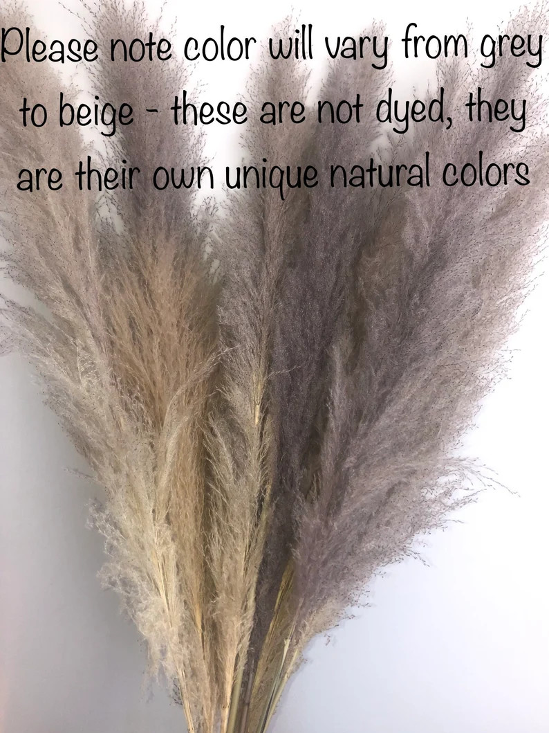 Large Grey Pampas Grass 3 FT Long  3 Plumes - Etsy | Etsy (US)