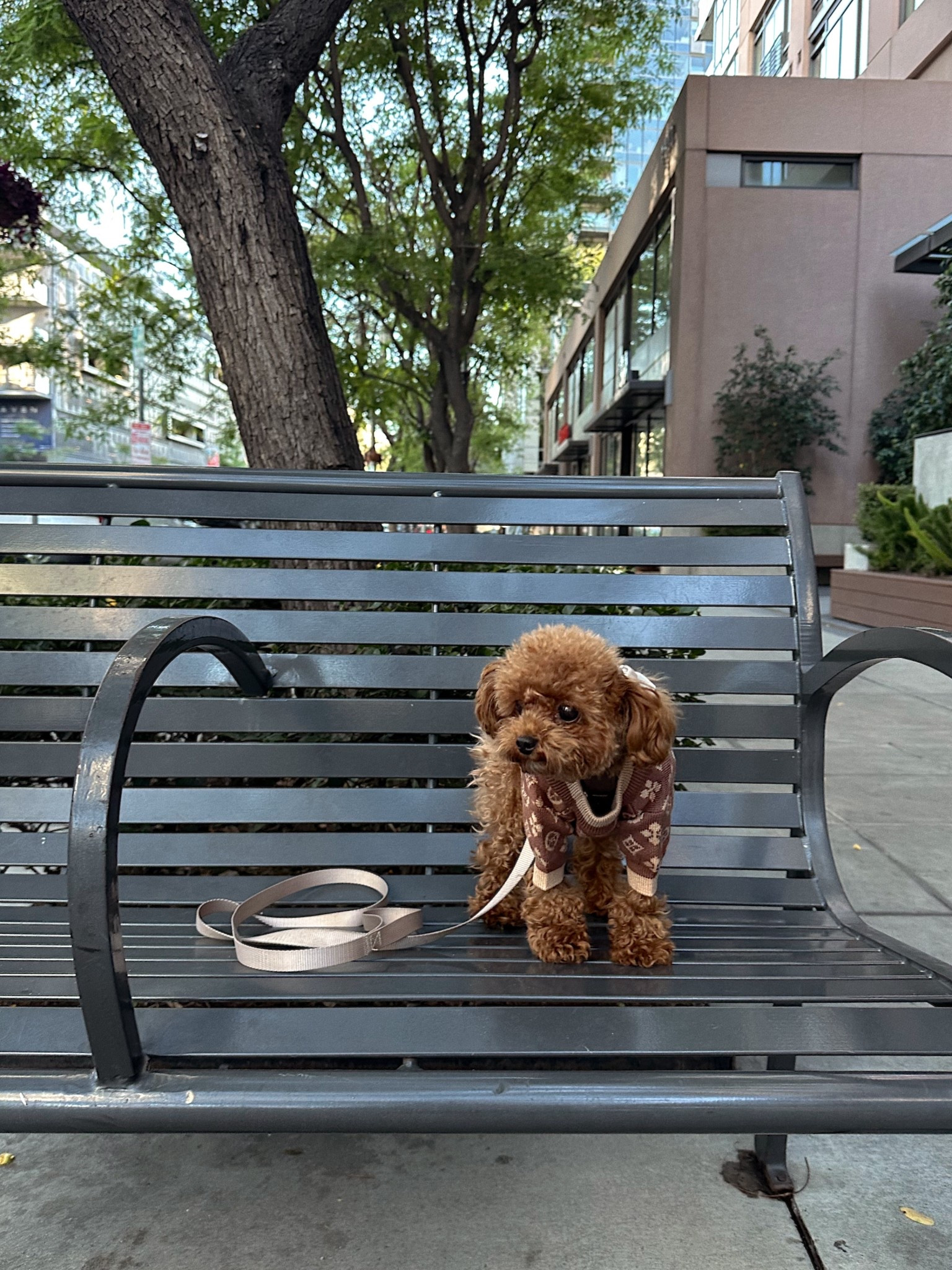 Luxury clothes for your fur baby without the price tag 🤎 #dog

#LTKootd #LTKdayinmylife #LTKPetite