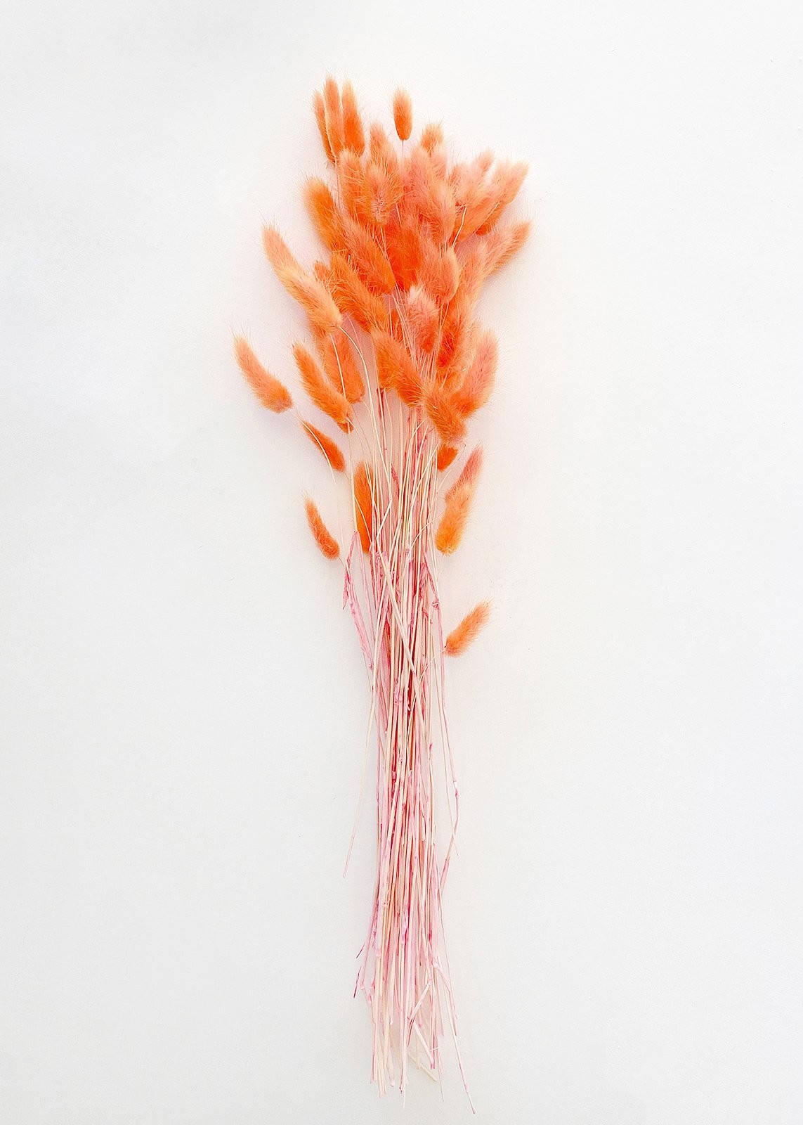 Orange Coral Dried Bunny Tails - 12-24" Tall | Afloral (US)
