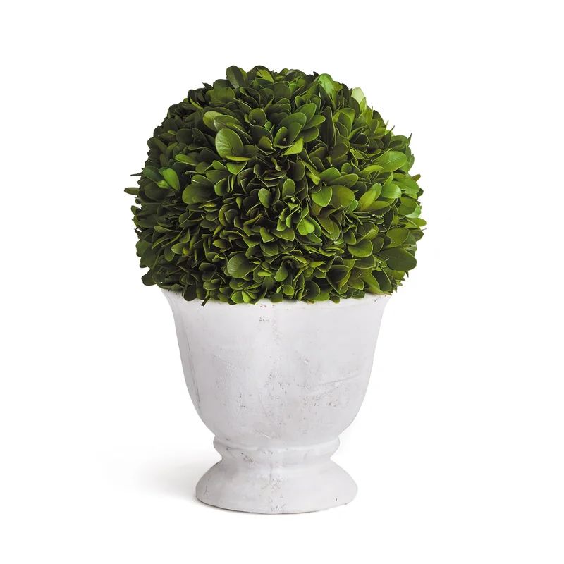 Boxwood Ball Topiary In Pot Small | Wayfair Professional