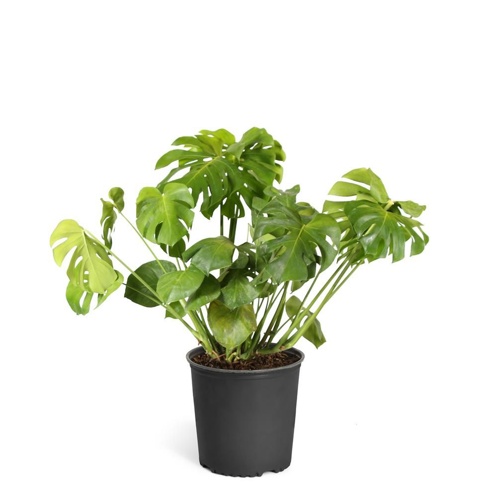 Swiss Cheese Plant (Monstera Deliciosa) in 3 Gal. Pot | The Home Depot