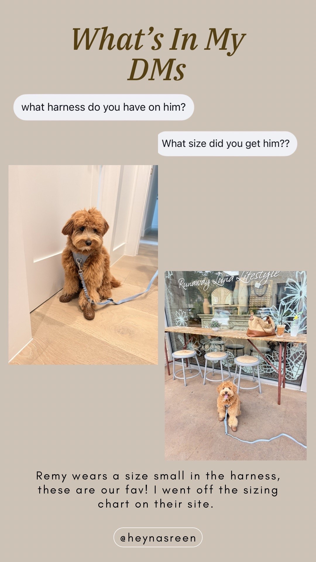 Remy wears a small in these harnesses!