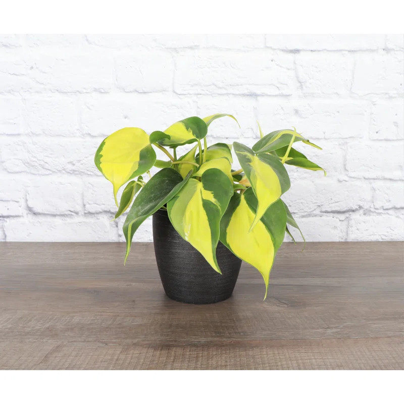 Live Brazil Philodendron Plant in Classic Pot | Wayfair North America
