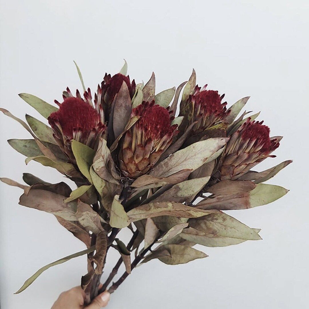 Natural Robin Protea Flowerdried Protea Branchesdried Flower Arrangementvase Fillinghome Decorati... | Etsy (US)