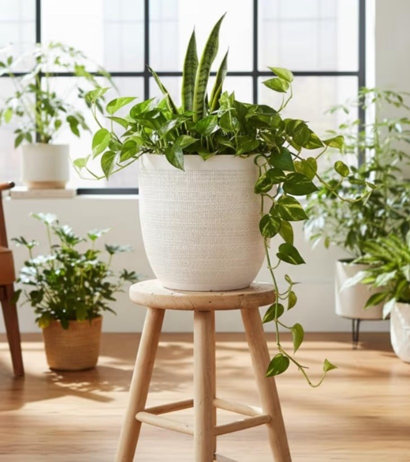 For the plant mamas turning the backyard into a whole summer mood. ☀️ This matte white embossed planter adds that pretty, elevated touch to patios, porches, garden corners, and backyard hosting setups. 

Add to cart before your summer yard glow-up is gone. 🤍

#LTKSeasonal #LTKHome #LTKU