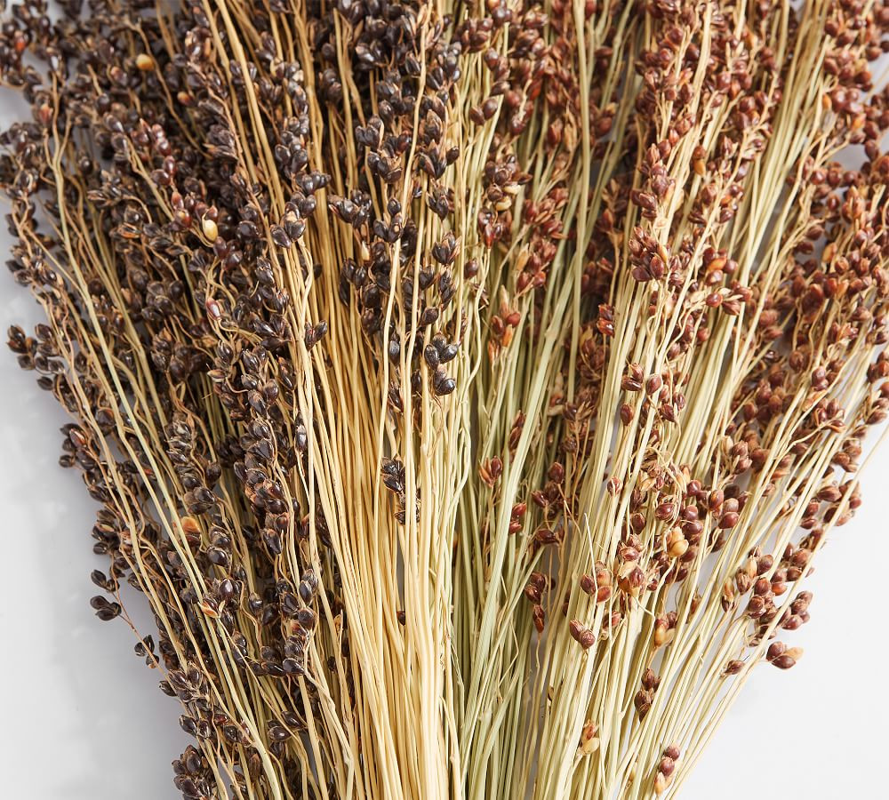 Dried Sorghum Bundle | Pottery Barn (US)