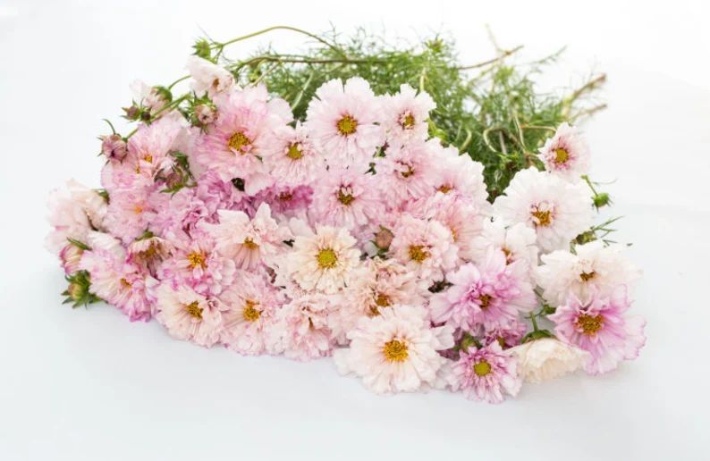 Cosmos' DOUBLE BICOLOR PINK'  Wedding flower 25/pkt | Etsy (US)
