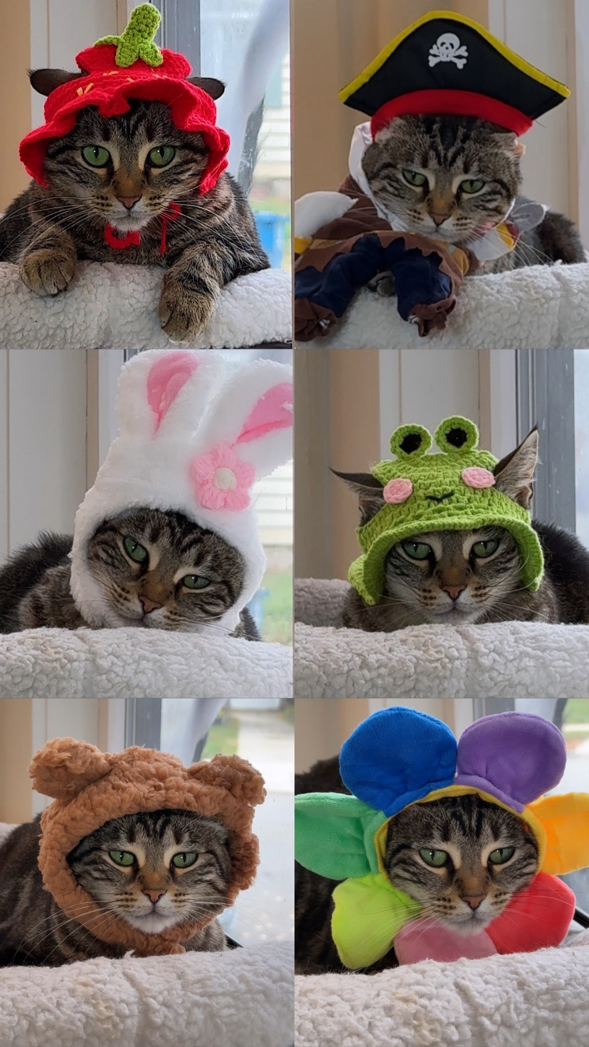 I love being a crazy cat lady 