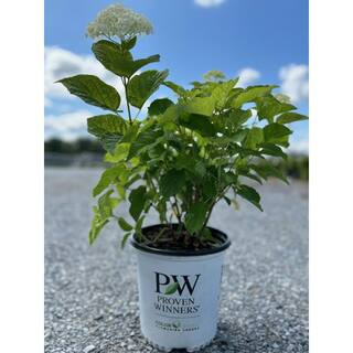 2 Gal. Incrediball Smooth Hydrangea (Arborescens) Live Shrub with White Flowers | The Home Depot