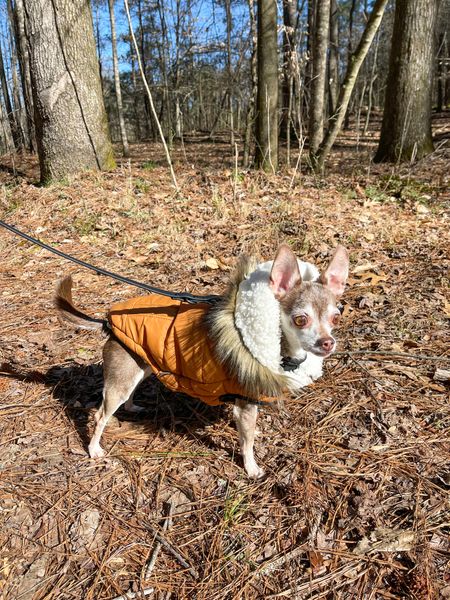 My favorite coat and harness set perfect for a hike!

Dog coat, dog harness, dog leash

#LTKSeasonal #LTKunder100 #LTKfamily