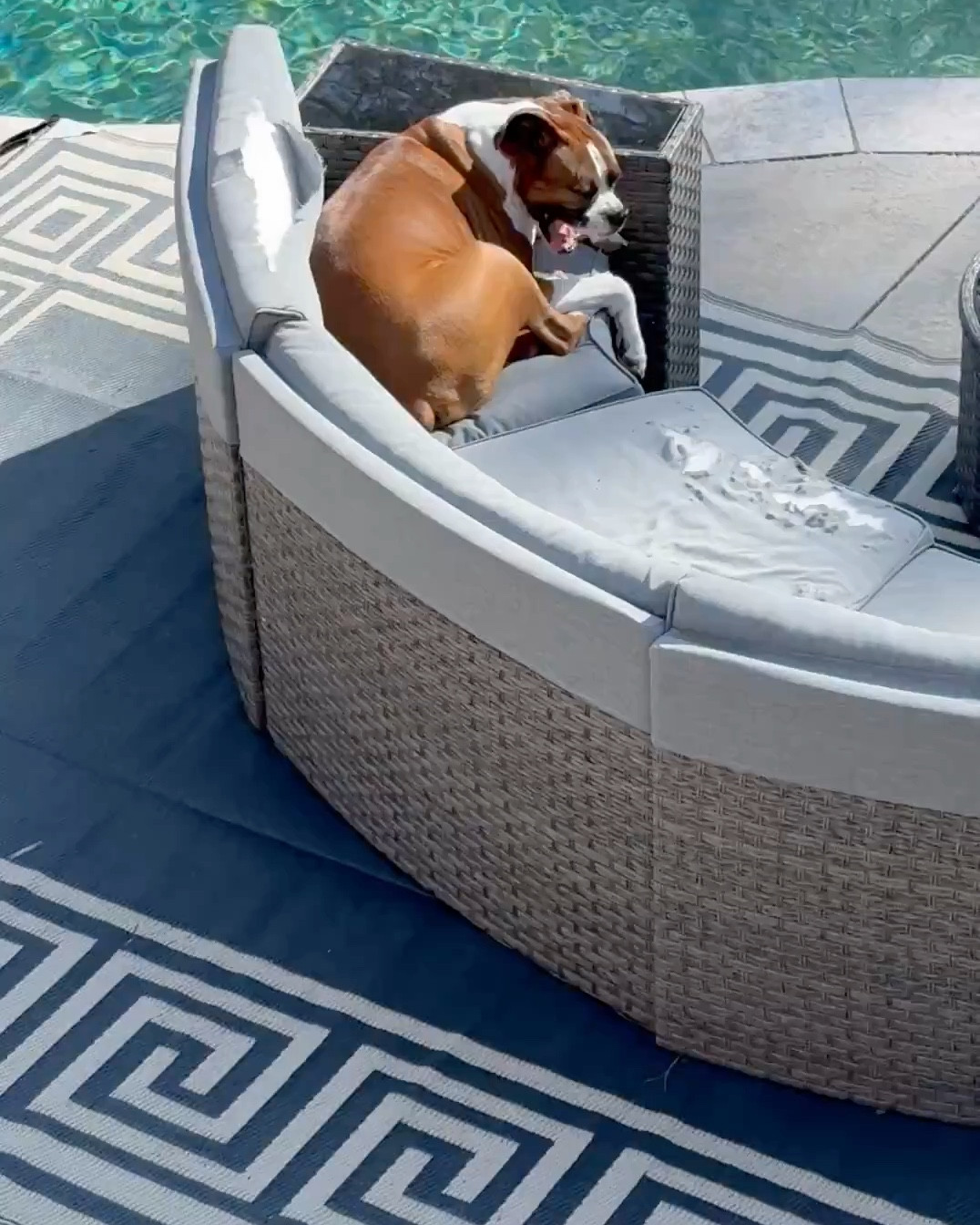 Protect your outdoor furniture to avoid what happened to mine - Buy Covers & All Custom made covers. If I had their covers, the birds and squirrels wouldn’t have eaten my outdoor cushions. Protect your family's favorite outdoor furniture and create a space where cherished moments are made with Covers & All. @coversandall.global #coversandall

#LTKHome #LTKSeasonal #LTKFamily