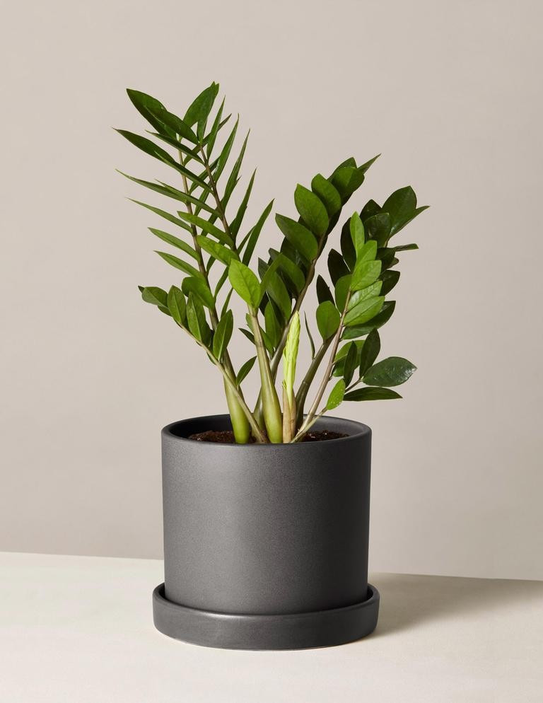 ZZ Plant | The Sill