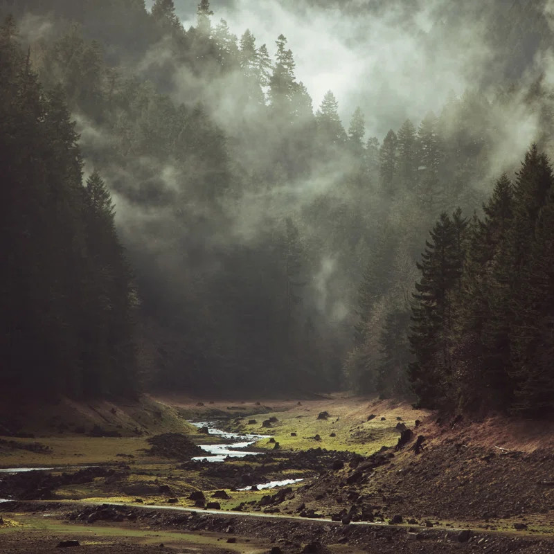 Foggy Forest Creek On Canvas by Kevin Russ Print | Wayfair North America