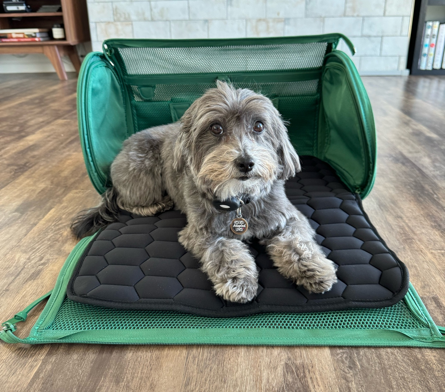 Our favorite dog carrier that’s approved for airline travel! Best part is it folds out to a comfy bed while on the go!

#LTKFamily #LTKSeasonal #LTKTravel