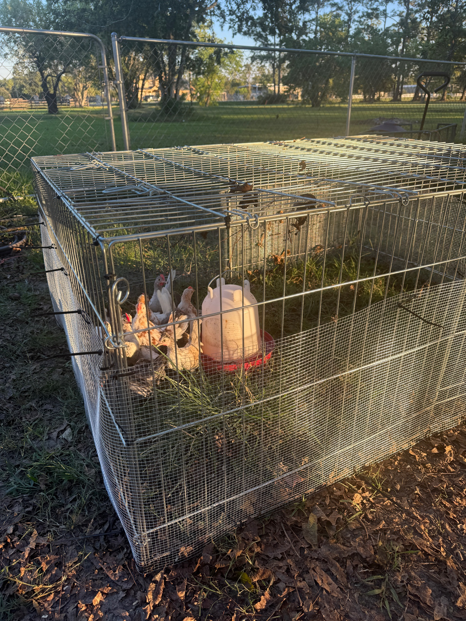 Great pen for introducing grow out chickens, or a holding pen for your birds!🐥🐓 The items tagged are exactly what I used for the pen, and the hardware cloth I wrapped around the pen!



#LTKFindsUnder100