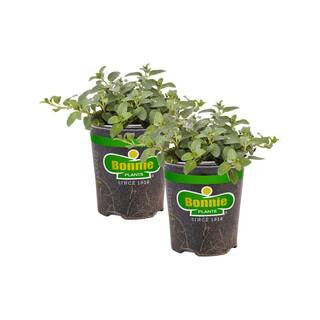 Bonnie Plants 19 oz. Peppermint Herb Plant (2-Pack) 2P5108 - The Home Depot | The Home Depot