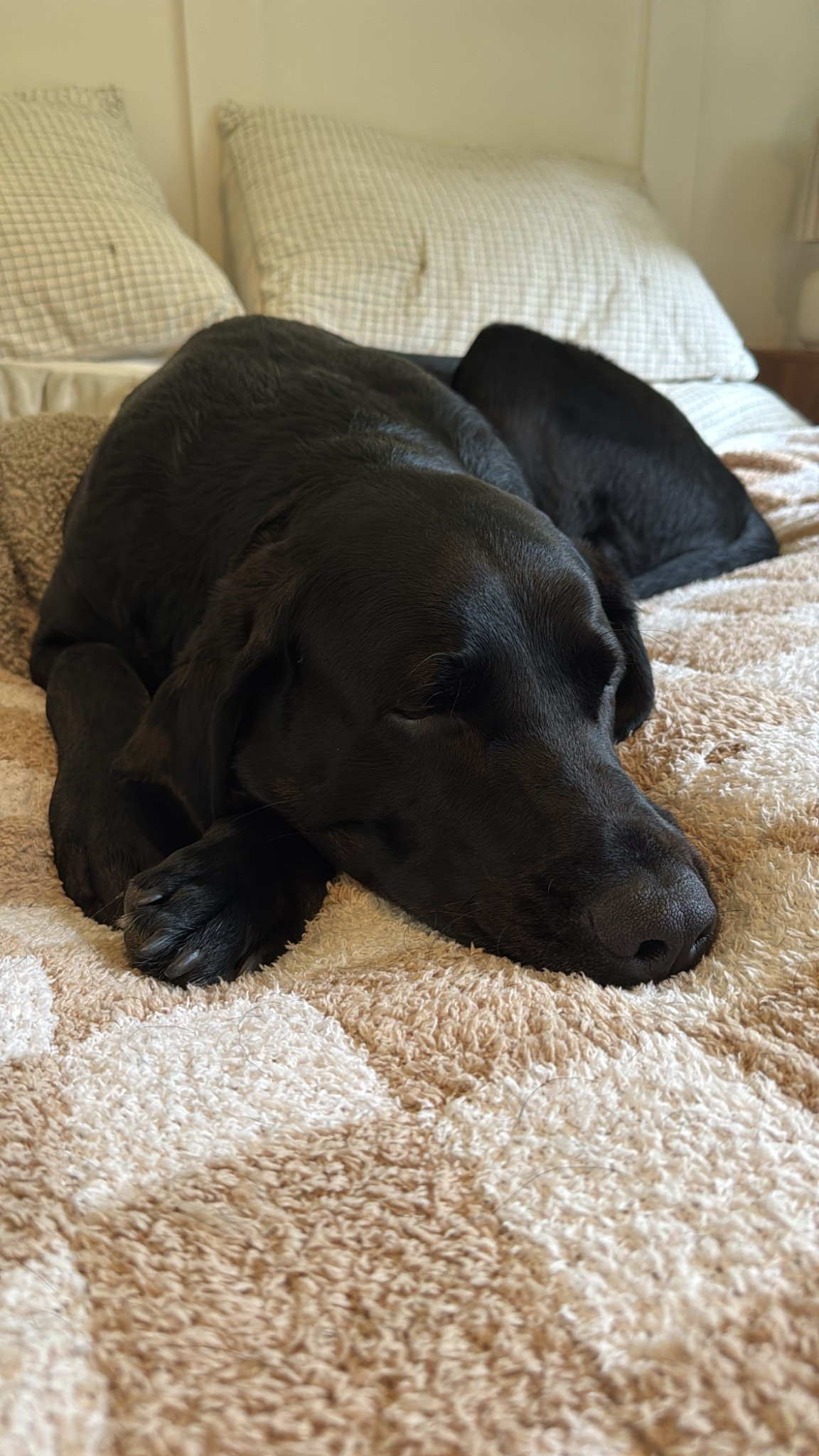 Our favorite cozy blanket 🥹🥰

#LTKFindsUnder50 #LTKHome #LTKU