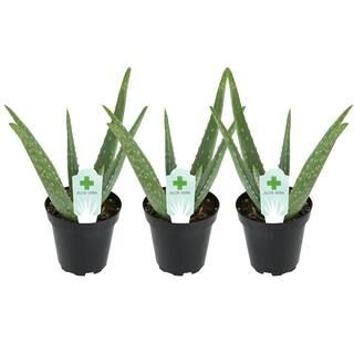 ALTMAN PLANTS 3.5 in. Aloe Vera Plant (3-Pack) 0881031 - The Home Depot | The Home Depot