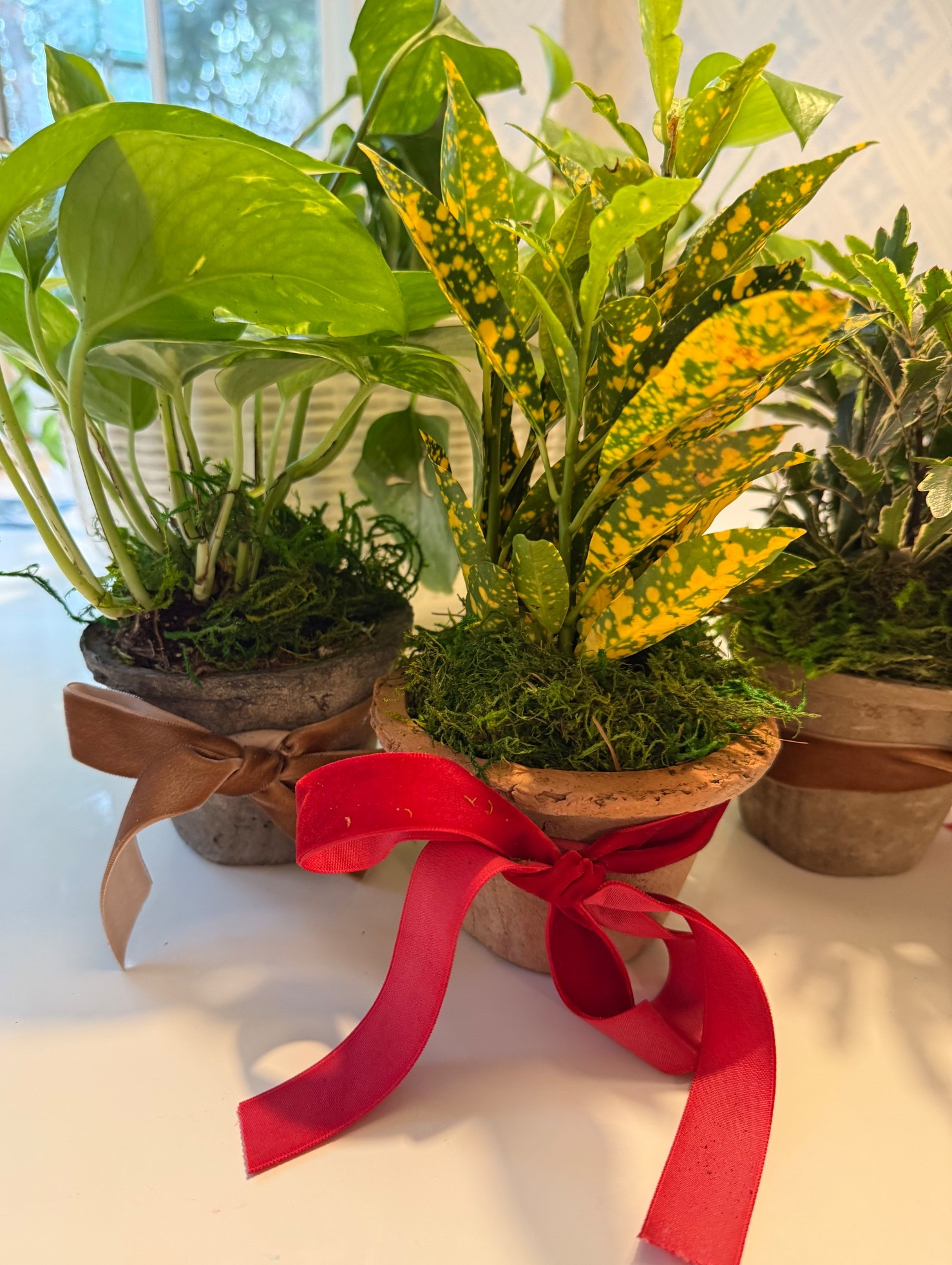 Velvet ribbon perfect for Christmas, hostess and teacher gifts 

#LTKHoliday