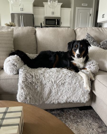 Like a moth to a flame 😂 Millie couldn’t resist jumping up on the couch to model her new sofa cushion from Temu 💕🐶

#LTKFamily #LTKHome #LTKFindsUnder50