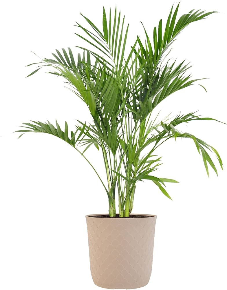 United Nursery Cat Palm Live Plant, Chamaedorea Cataractarum House Plant, Low Maintenance Indoor ... | Amazon (US)