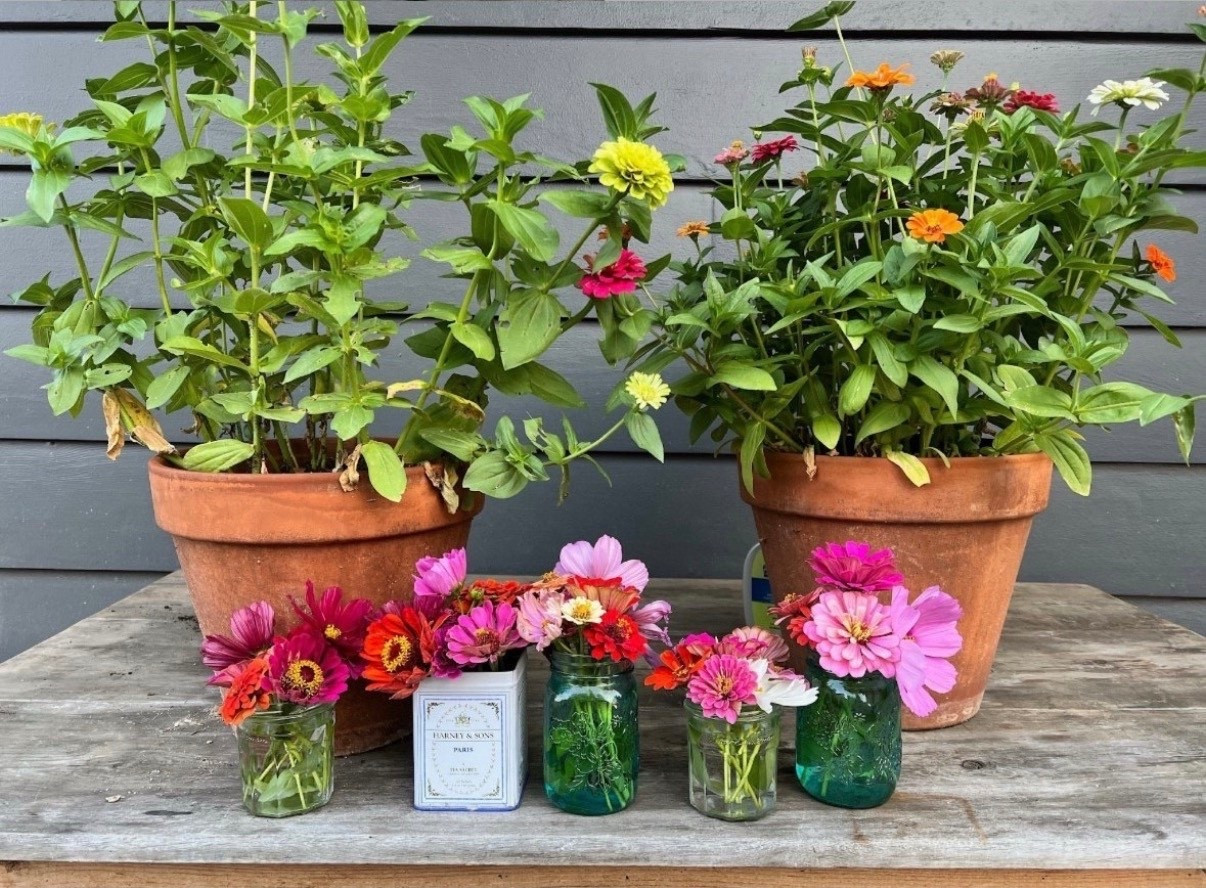 Looking for an easy way to grow a garden full of color? Zinnias are the way to go! Last year, mine thrived with minimal effort, and I’ve linked the exact seeds I used. If you want vibrant blooms without the fuss, this is the perfect place to start!




#LTKHome #LTKU #LTKSeasonal