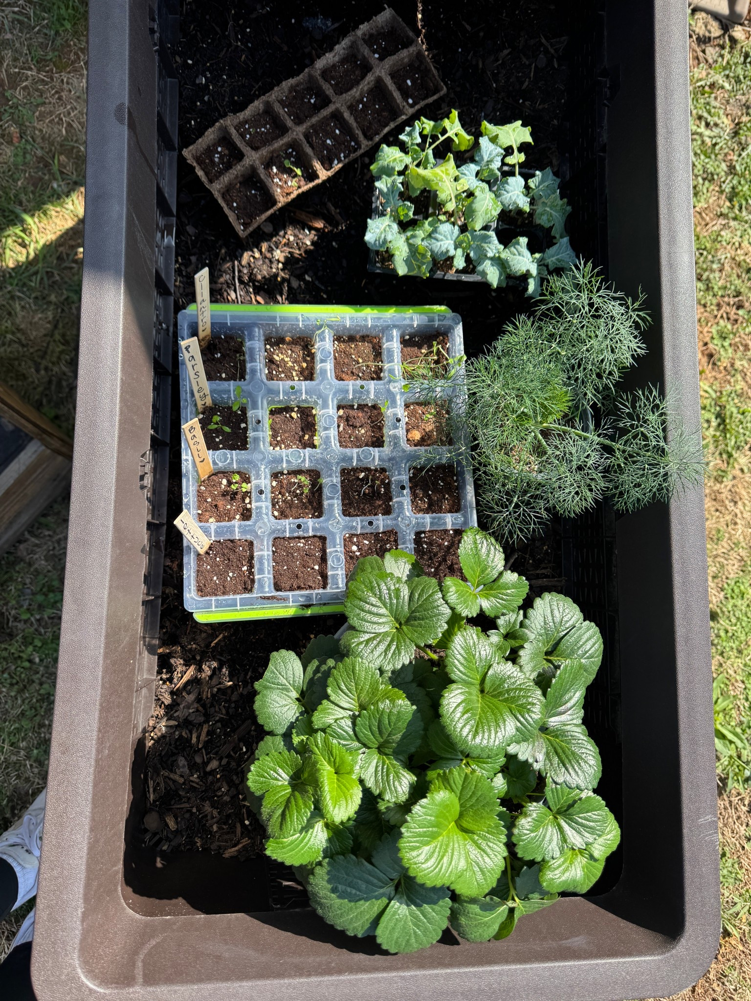 loveeee these seed starting trays for my garden! 🌱

#LTKHome #LTKSeasonal