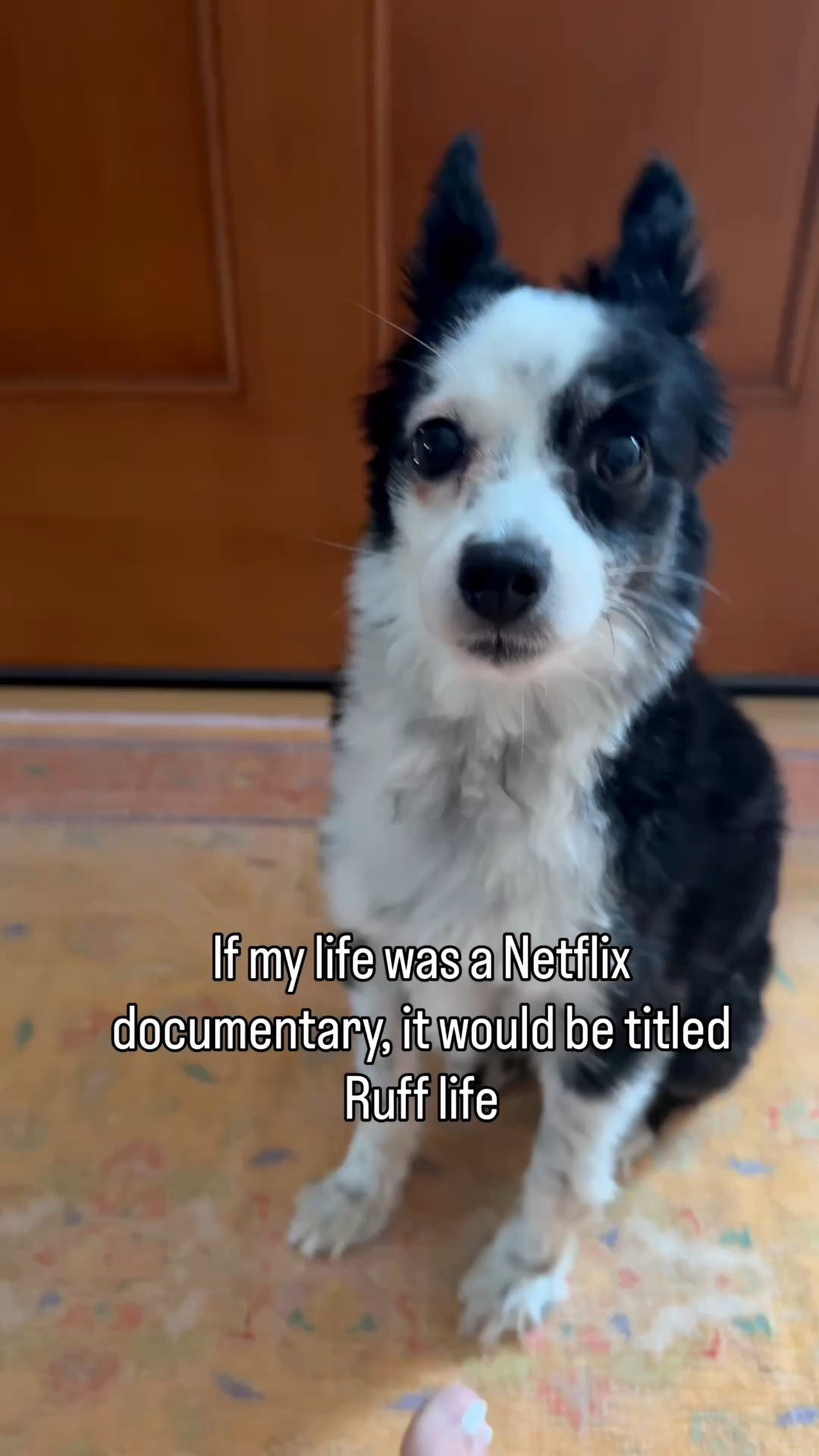 Because these pups have the ruff-est life😅

#netflixdocumentary #rufflife #trends #awfullycute

#LTKvlog #LTKdayinmylife #LTKstorytime