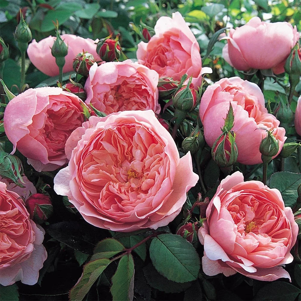 Own-Root One Gallon The Alnwick Rose® David Austin Rose by Heirloom Roses | Walmart (US)