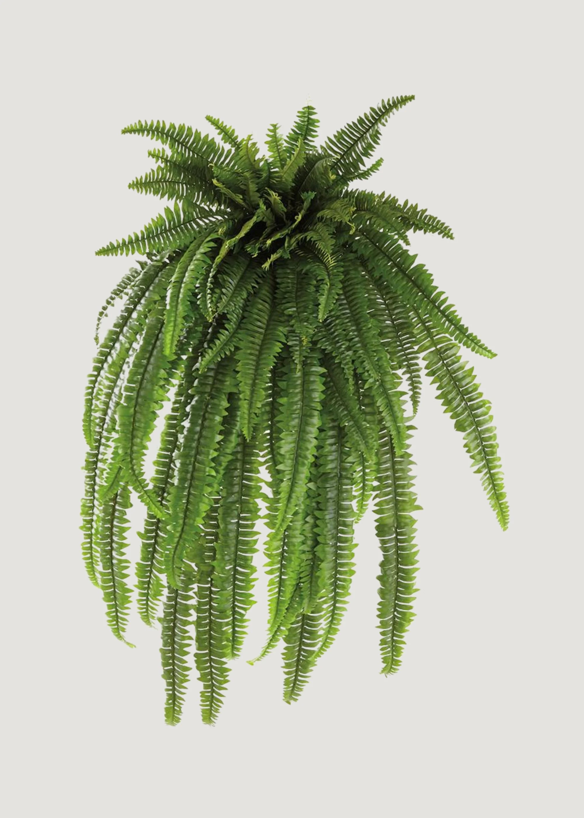 Deluxe Boston Fern | Artificial Hanging Plants at Afloral | Afloral