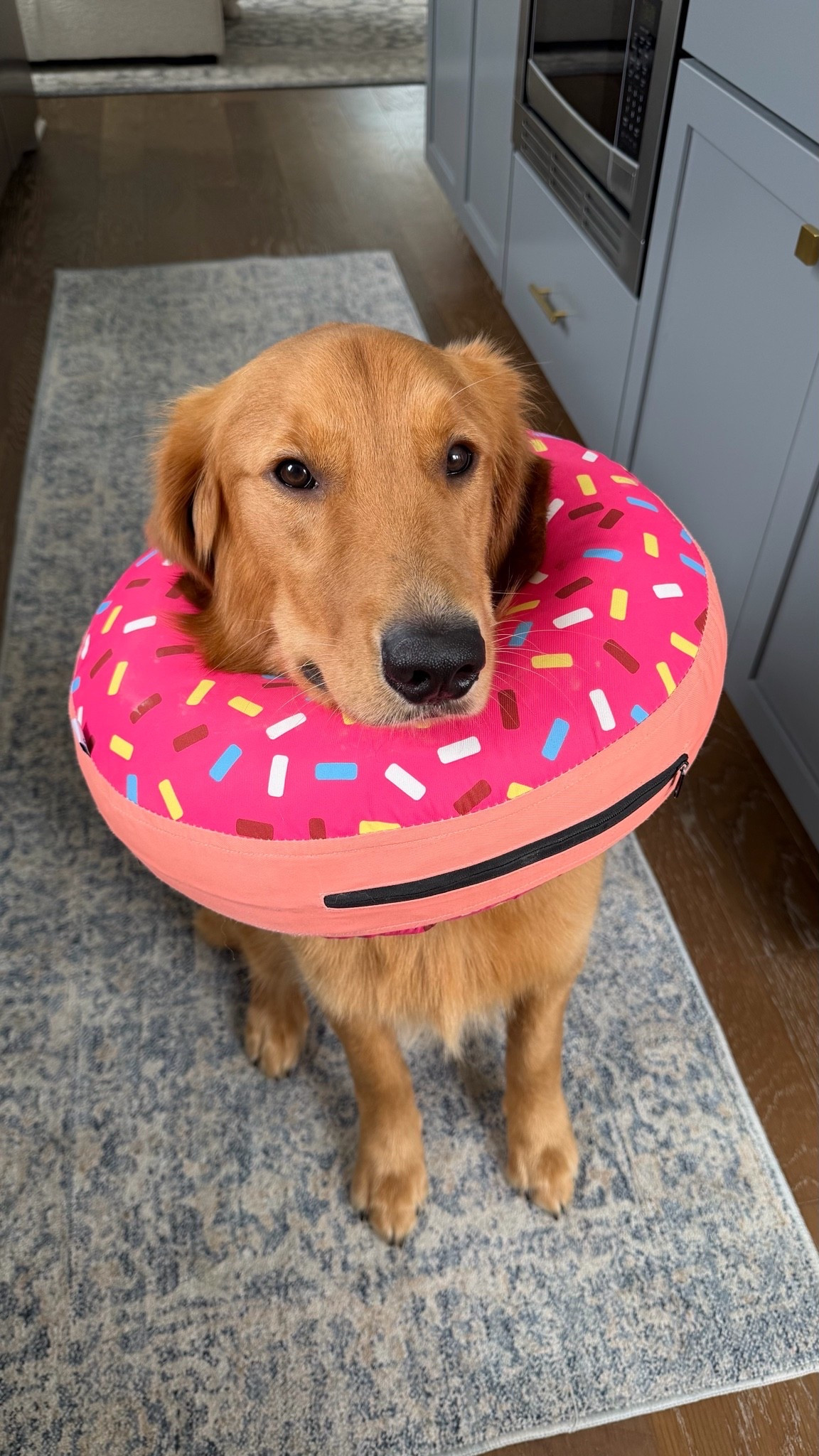 Moose had a little hot spot so bought him an inflatable donut instead of a cone and it’s so much comfier for him!!

Dog mom pet @Chewy golden retriever husky puppy family dog

#LTKdayinmylife #LTKvlog #LTKstorytime