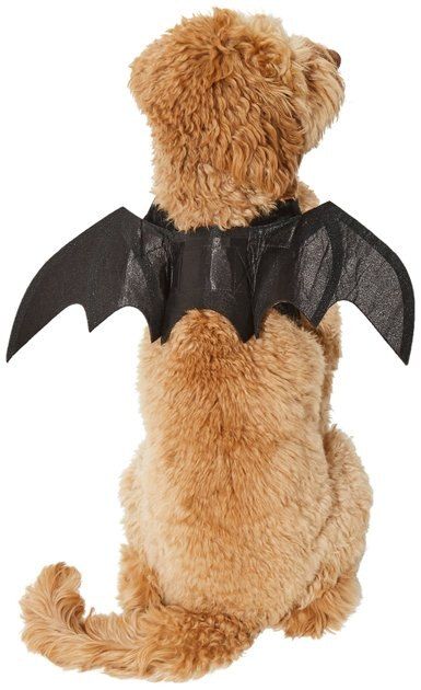 FRISCO Bat Wings Dog & Cat Costume, Medium/Large - Chewy.com | Chewy.com