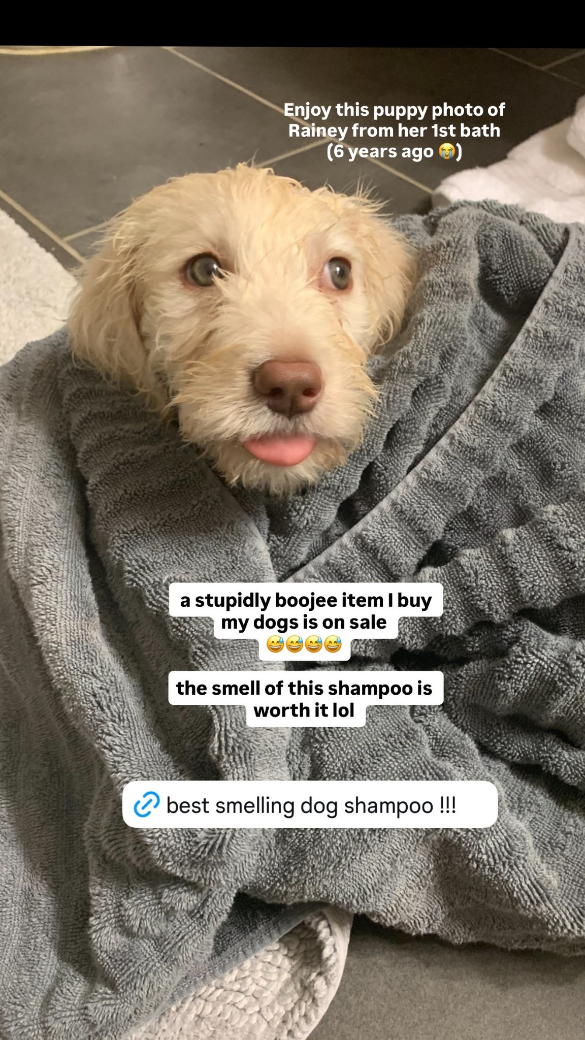 Best smelling dog shampoo ouai on sale 

#LTKSaleAlert #LTKFindsUnder50 #LTKPets