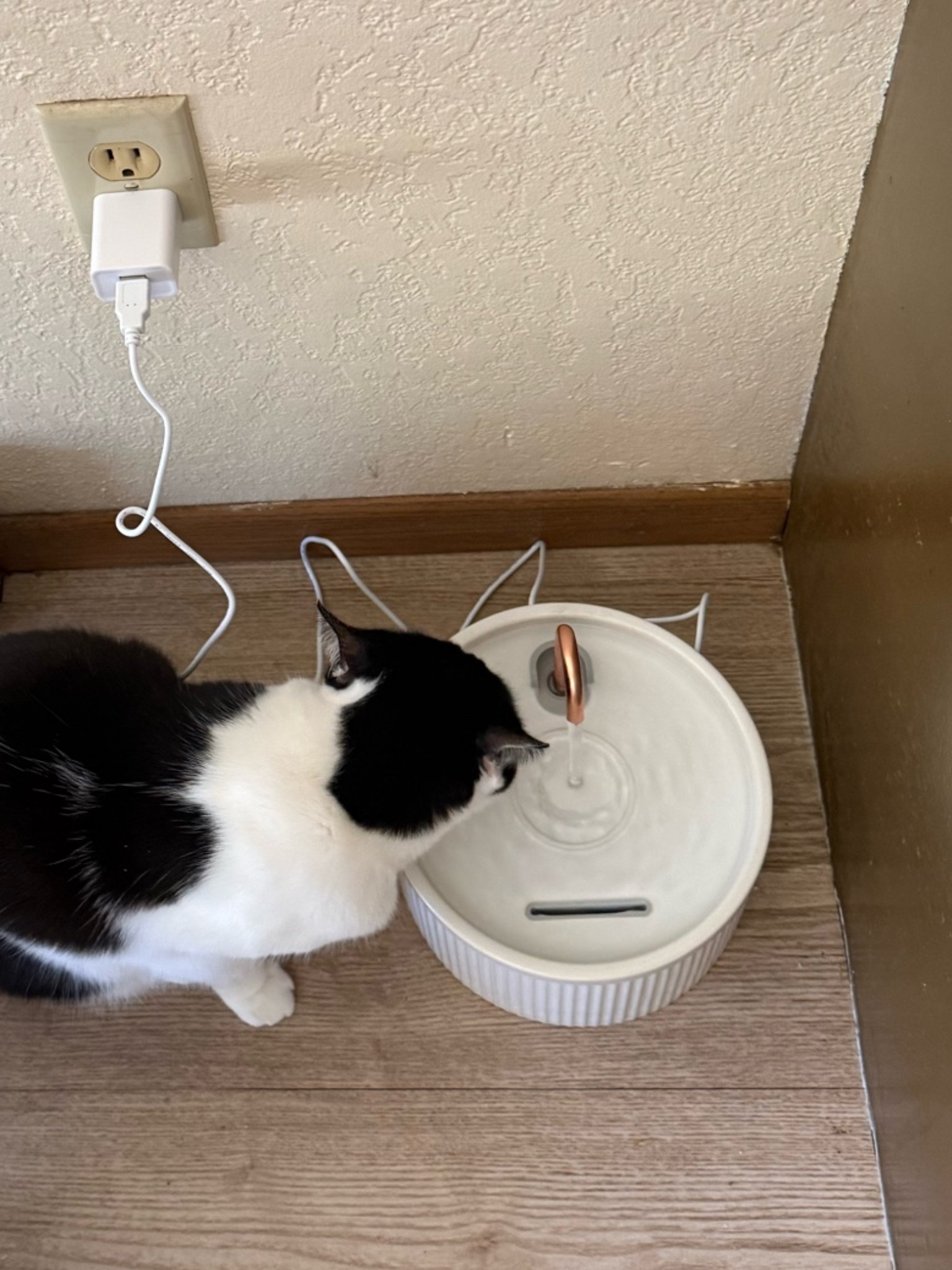 Kitty loves her fancy water fountain🤍 #catfountain #pet #petsupplies #waterfountain #catmusthave