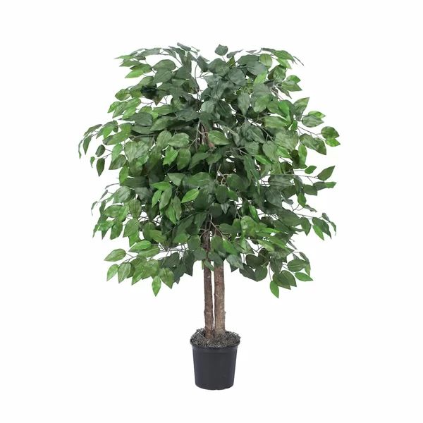 Silk Bush Ficus Tree in Planter | Wayfair North America