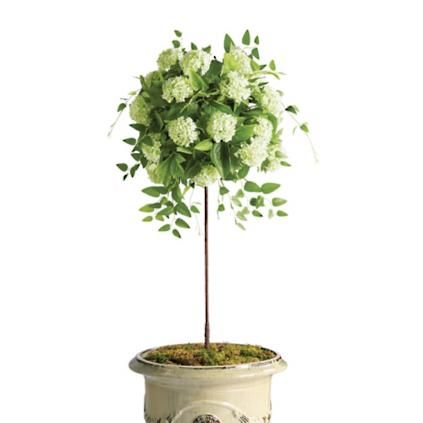 Outdoor Snowball Hydrangea 50" Potted Plant | Frontgate