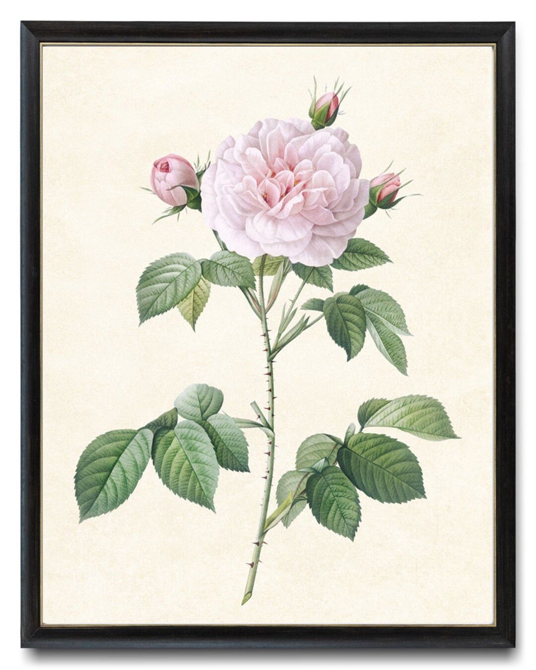 Blush Pink Rose Printable P.J. Redoute Vintage Flower - Etsy | Etsy (US)