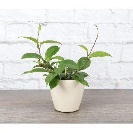 Live Hoya Carnosa Plant - 4 Decorative Biodegradable Pot - Natural | Walmart (US)