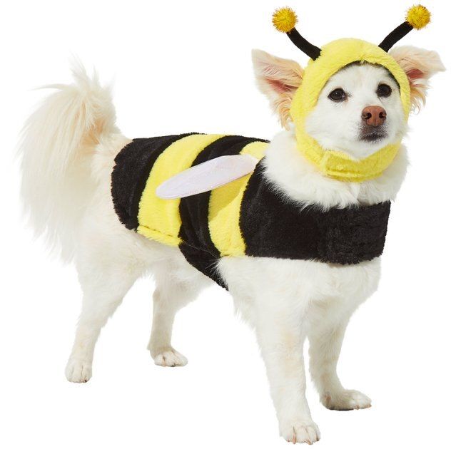 FRISCO Bumble Bee Dog & Cat Costume, Medium - Chewy.com | Chewy.com