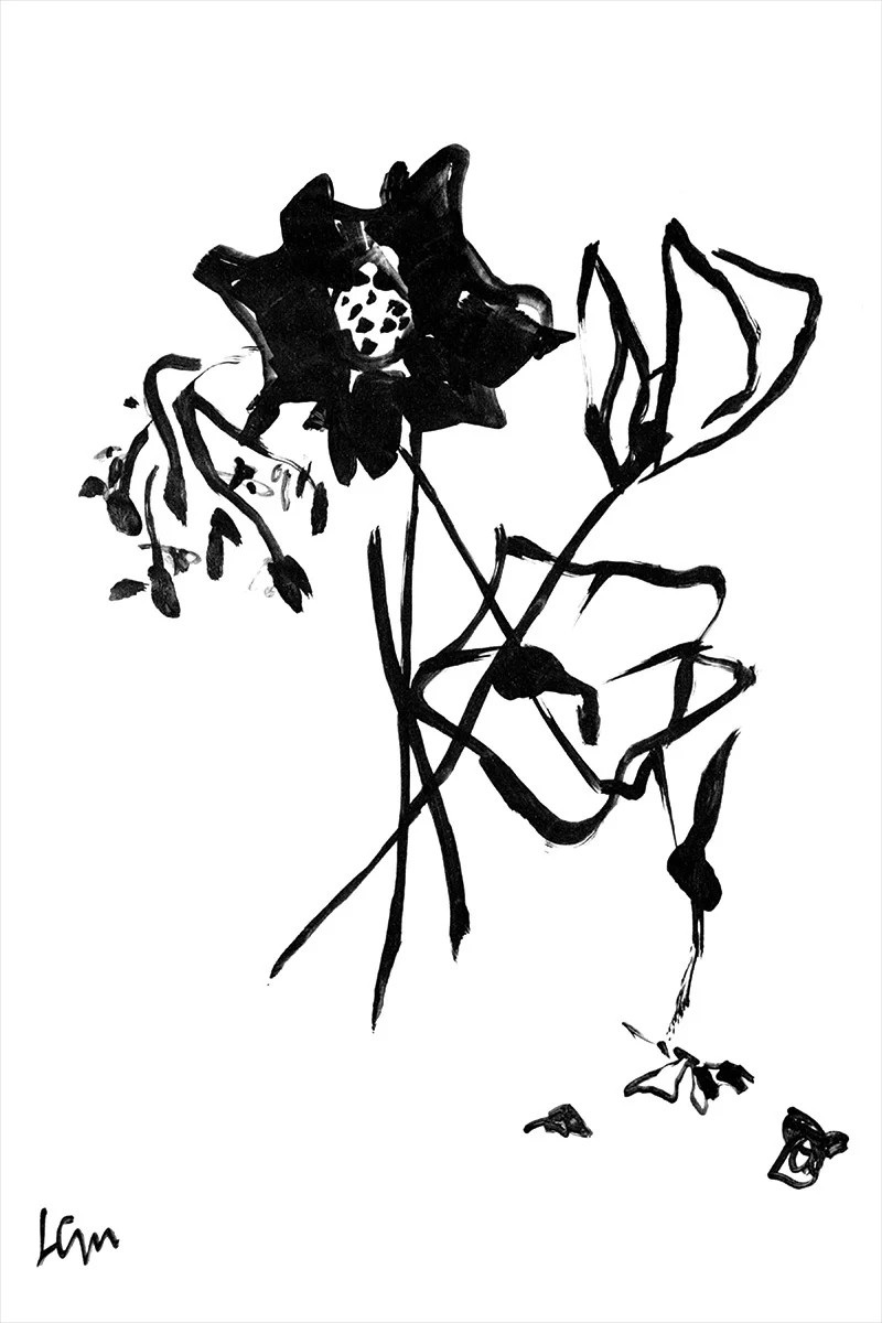 POPPIES | Juniper Print Shop